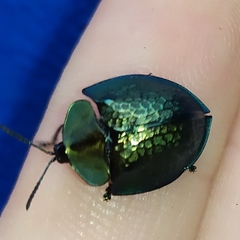 Cyrtonota thalassina