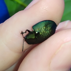Cyrtonota thalassina