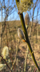 Salix