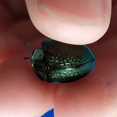 Cyrtonota thalassina