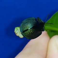Cyrtonota thalassina