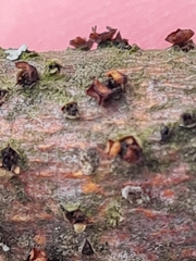 Rutstroemia rhenana
