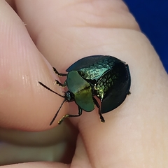 Cyrtonota thalassina
