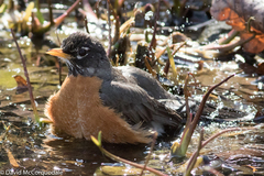 Turdus migratorius