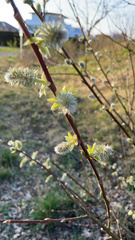 Salix