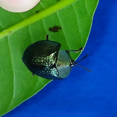 Cyrtonota thalassina