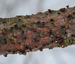Rutstroemia rhenana