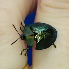 Cyrtonota thalassina