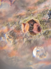 Rutstroemia rhenana