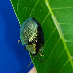 Cyrtonota thalassina