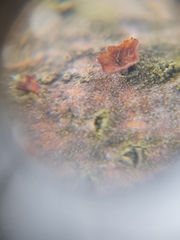 Rutstroemia rhenana