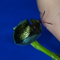 Cyrtonota thalassina