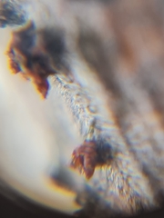 Rutstroemia rhenana