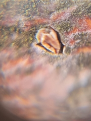 Rutstroemia rhenana