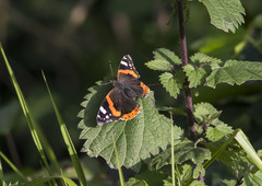 Vanessa atalanta