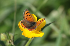 Lycaena phlaeas