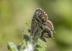 Cacyreus marshalli