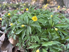 Anemonoides ranunculoides
