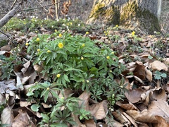 Anemonoides ranunculoides