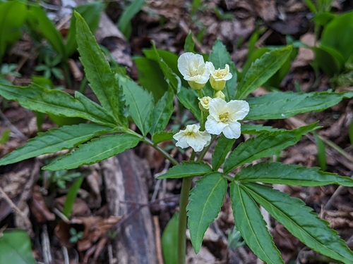 Image of Cardamine kitaibelii by (c) Attila Oláh, some rights reserved (CC BY)