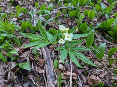 Cardamine kitaibelii