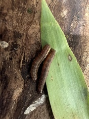Apamea verbascoides