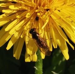 Melanostoma mellinum