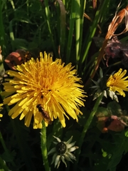 Melanostoma mellinum