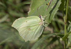 Gonepteryx rhamni