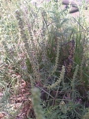 Ambrosia tenuifolia