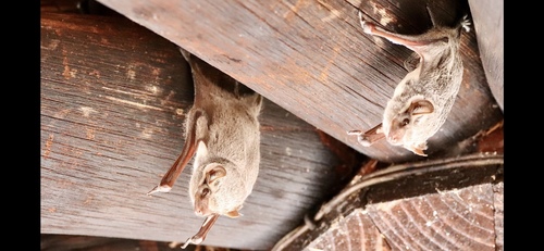Mauritian Tomb Bat (Taphozous mauritianus)