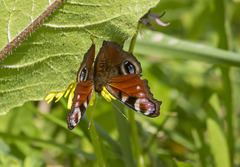 Aglais io