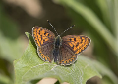 Lycaena tityrus