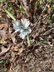 Puschkinia scilloides