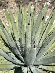 Agave collina
