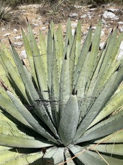 Agave collina