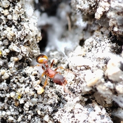 Temnothorax parvulus