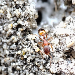 Temnothorax parvulus