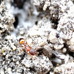 Temnothorax parvulus