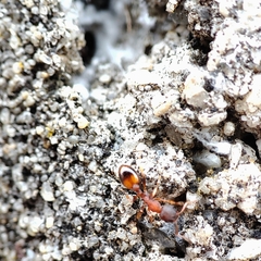 Temnothorax parvulus