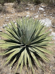 Agave collina