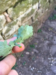 Chelidonium majus