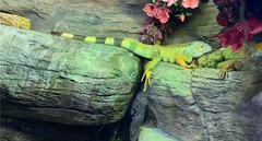 Iguana iguana iguana