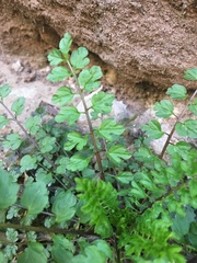 Cardamine impatiens