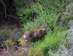 Odocoileus hemionus