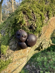 Daldinia concentrica