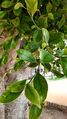 Ficus