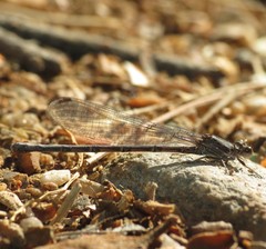 Argia extranea
