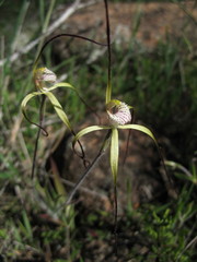 Caladenia denticulata