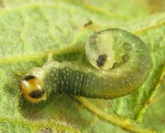Euura hypoxantha